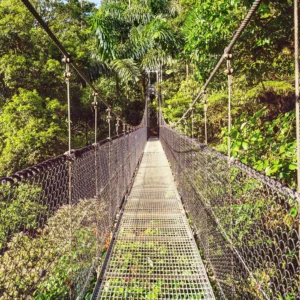 Canopy Walkway & Anaconda Walk